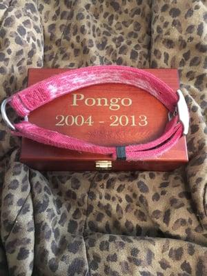 Pongo's urn and collar