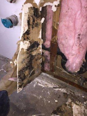 You may not see the mold on the front side of the drywall, but if you have had any leaks, it's probably on the back side.