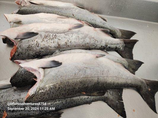 Pacific CoHo Salmon, Fresh, cleaned tail on 9-2024