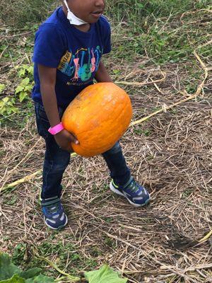 This strong guy found some pumpkins just his size!