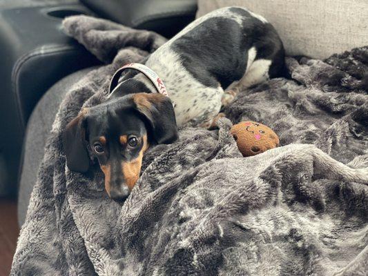 Dodger after his bath and nail trim.