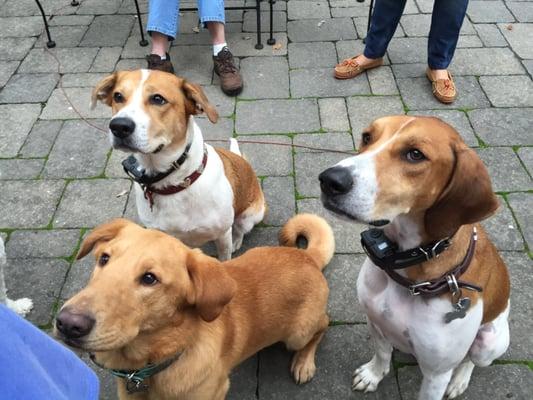 Maximus Aurelius, Lacey Jane and George - Happy SSR alumni living in Hackensack!  We love Zarina and Marie!!!!