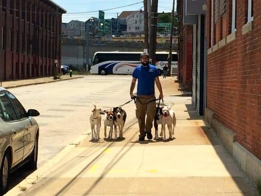 Spencer out on a Pack Walk