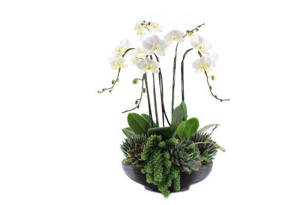 Giant white Phalaenopsis orchid arrangement with succulents, moss and fine rocks.