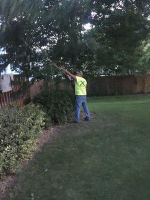 Trimming trees