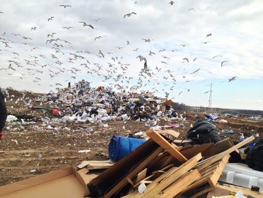 I can't believe the Eastern Landfill has a Yelp page. What can I say? This place is a dump... 5 Stars!