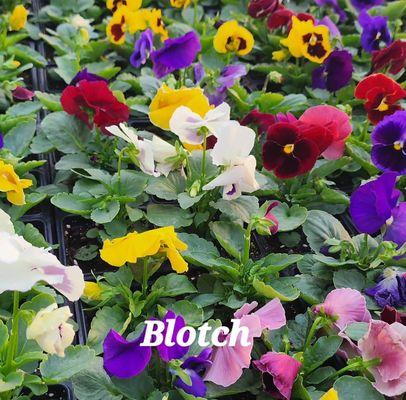 Planting blotch flowers today