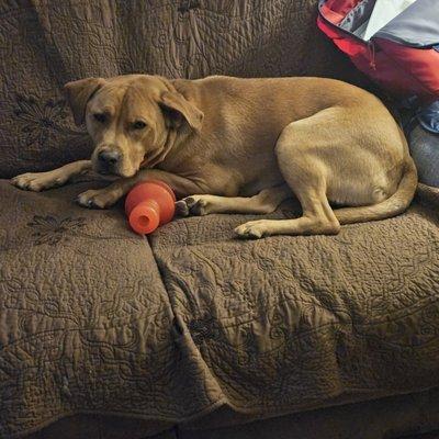 Paddy is a tired puppy!