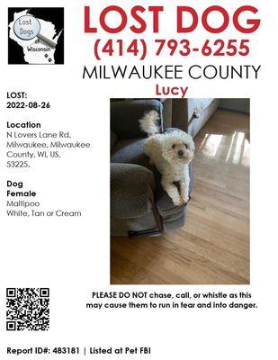 Lucy- lost Maltipoo from Lue Lue's World 8/26/22.