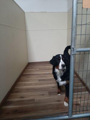 Pip modeling our Family Kennel for boarding!