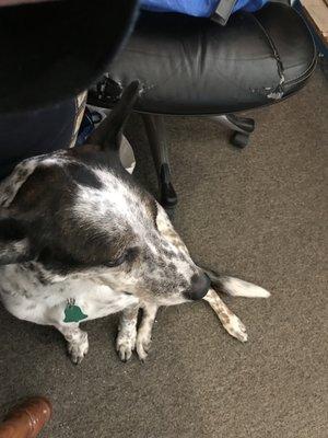 Miss Blueberry guarding Art's office chair during a recent visit.