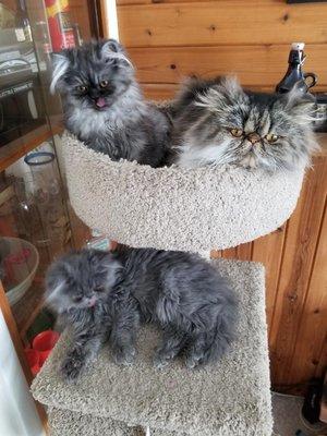 Persian cats: chip, mickie and buddy