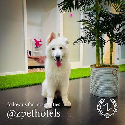 Z Pet Hotels