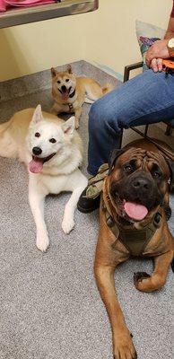 Our cane corso, malamute mutt and shiba inu.