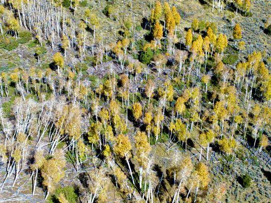 Drone shot of Pando Aspen Grove!