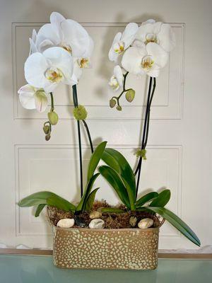 Double Orchid Planter