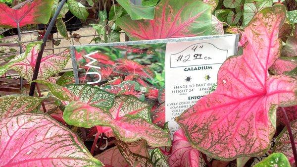 huge selection of Caladium