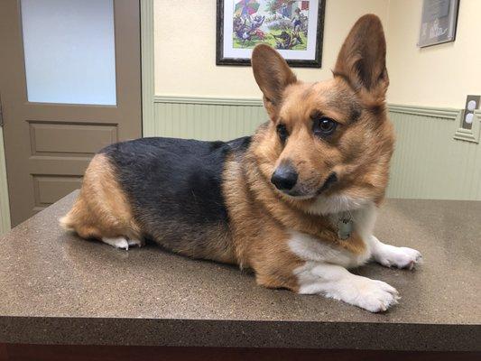 "Skippy" On Exam Table