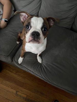 CHULETA the Boston Terrier, fresh out of the "salon" at Wagging Tails.