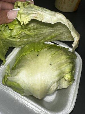 Lettuce with bugs