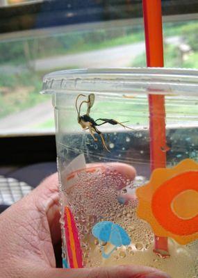 A dead wasp in my iced coffee.