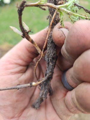 Chopped up and kicked.around, I never thought that this sage stem would root.