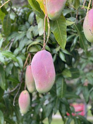 Valencia Pride mango