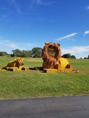 They have different hay art each year. This year was The Lion King.