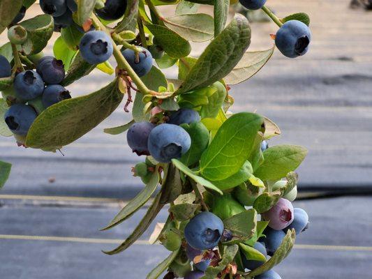 U-Pick Blueberries