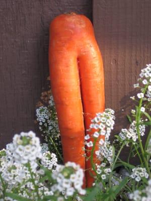 Carrot posing