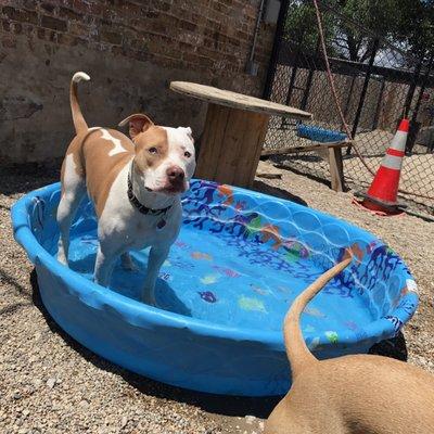 Loves the pool