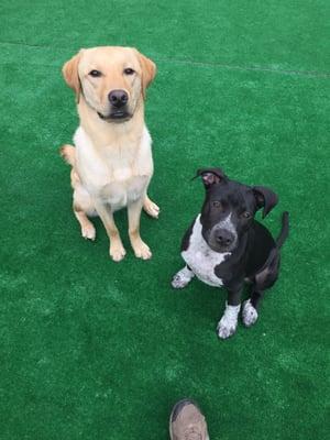 Tucker and Jax playing in the sunshine!