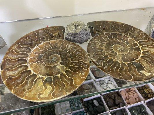 Ammonite split!!