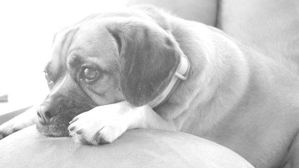 Our puggle Jessie looking sad because her sister Jackie tore off her bandana. (This was after she tried biting it off)