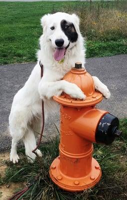 Bear acting silly and trying to place on a fire hydrant