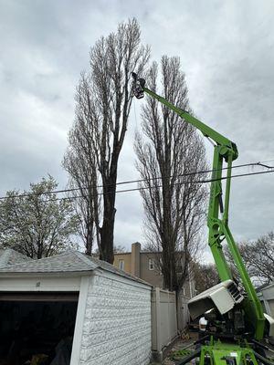 Jeff is working his way to the treetop!