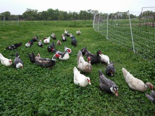 Falster Muscovy Ducks on Pasture all the time.