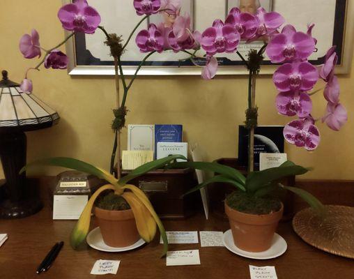 Orchids from the Orchid Man