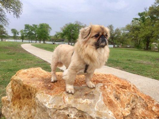 Ginger's latest haircut.  We LOVE it! Thank you everyone @ Lucky Groomers!