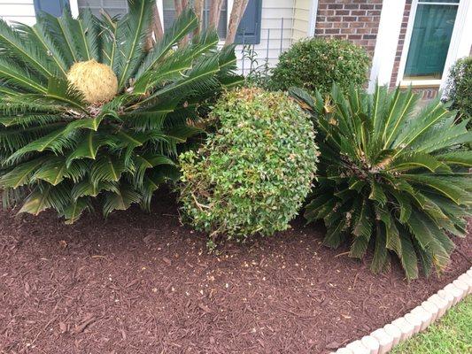 Edging, trimming, mulching...