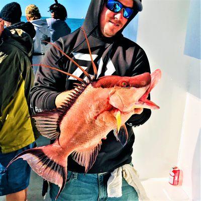 Nice hogfish from the 5 hr half day fishing trip at Hubbard's Marina