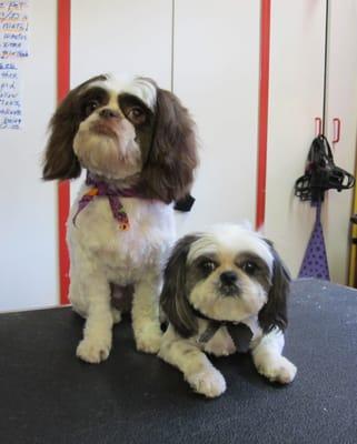 Sticky and Humphrey pose for a treat