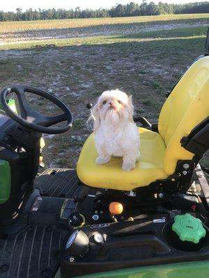 Tractor Dog