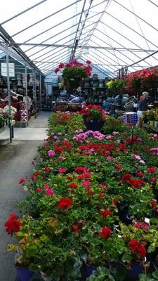 In the greenhouse