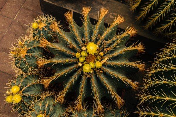 Flowering Cactus