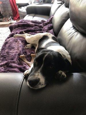 Linus on his favorite couch.