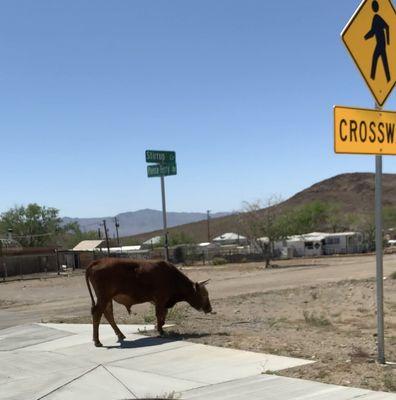 Cows roam freely in this town. Saw this guy walking from the Canyon Cafe.