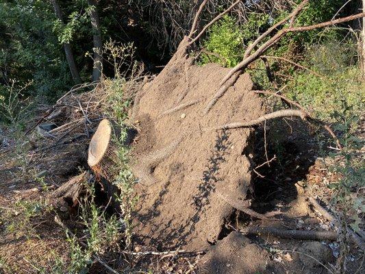 Classic blown over stump. Give me a call if this has happened to you!