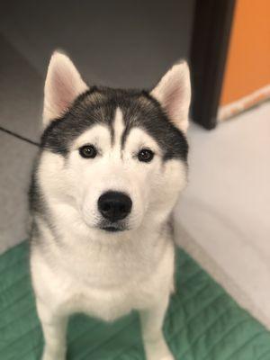 This is Brut, he loves to wait patiently for his after care cookies.