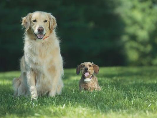 We install hidden fencing for dogs of all sizes.